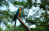 Selective focus with close up and noise effect picture of macaw parrot on tree branch