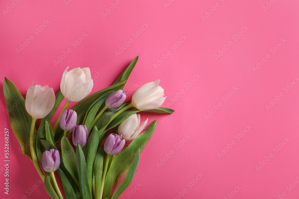 Many beautiful tulips on pink background, flat lay. Space for text Many beautiful tulips on pink background, flat lay. Space for text