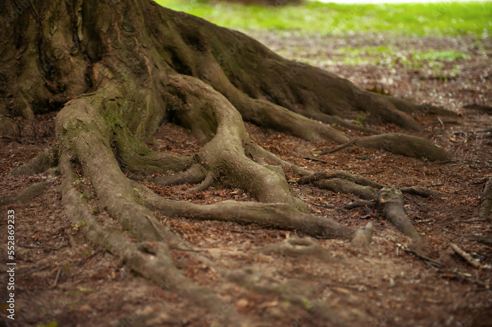 Tree roots visible through soil in forest Tree roots visible through soil in forest
