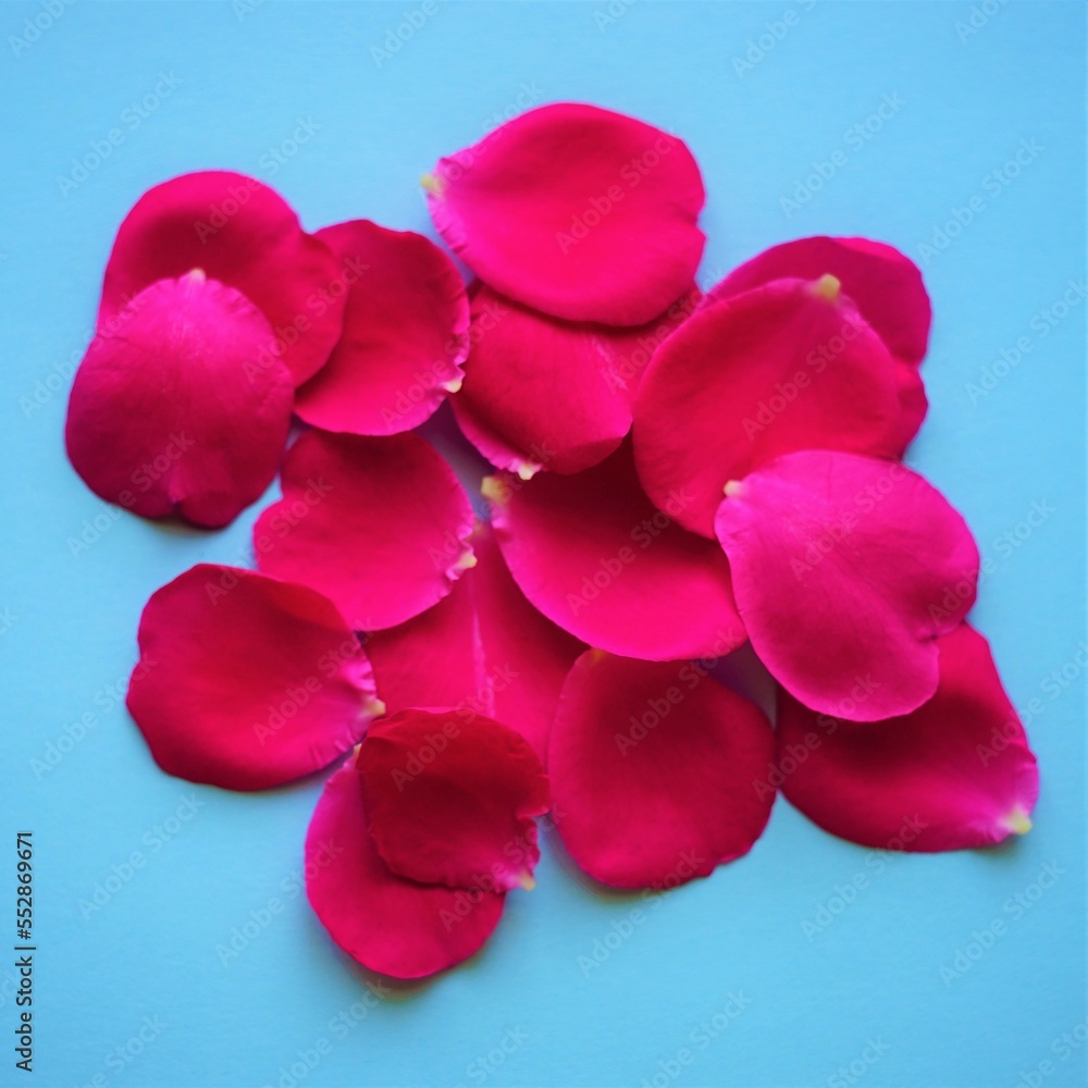 Fototapeta premium Magenta pink rose flower petals on the blue table
