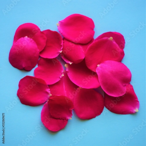 Fototapeta Naklejka Na Ścianę i Meble -  Magenta pink rose flower petals on the blue table