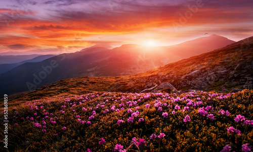 Incredible nature scenery im mountain. Beautiful natural landscape in the summer morning. Mountain valley with fresh pink rhododendron flowers and colorful sky during sunset. Ukraine