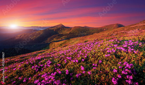 Stunning colorful Scenery in mountains during sunset. Amazing nature landscape with picturesque sky and blossoming hills with pink rhododendron flowers on foreground. Wonderful natural background.