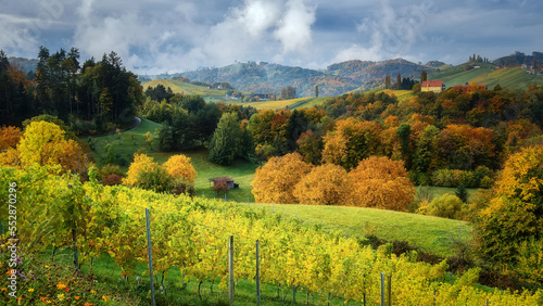 Wonderful nature landscape . Sunny autumn scenery of Austria countryside with fog. Vineyard in autumn harvest season full of blue grapevines. Gamlitz popular travell destination, Austria. Europe.