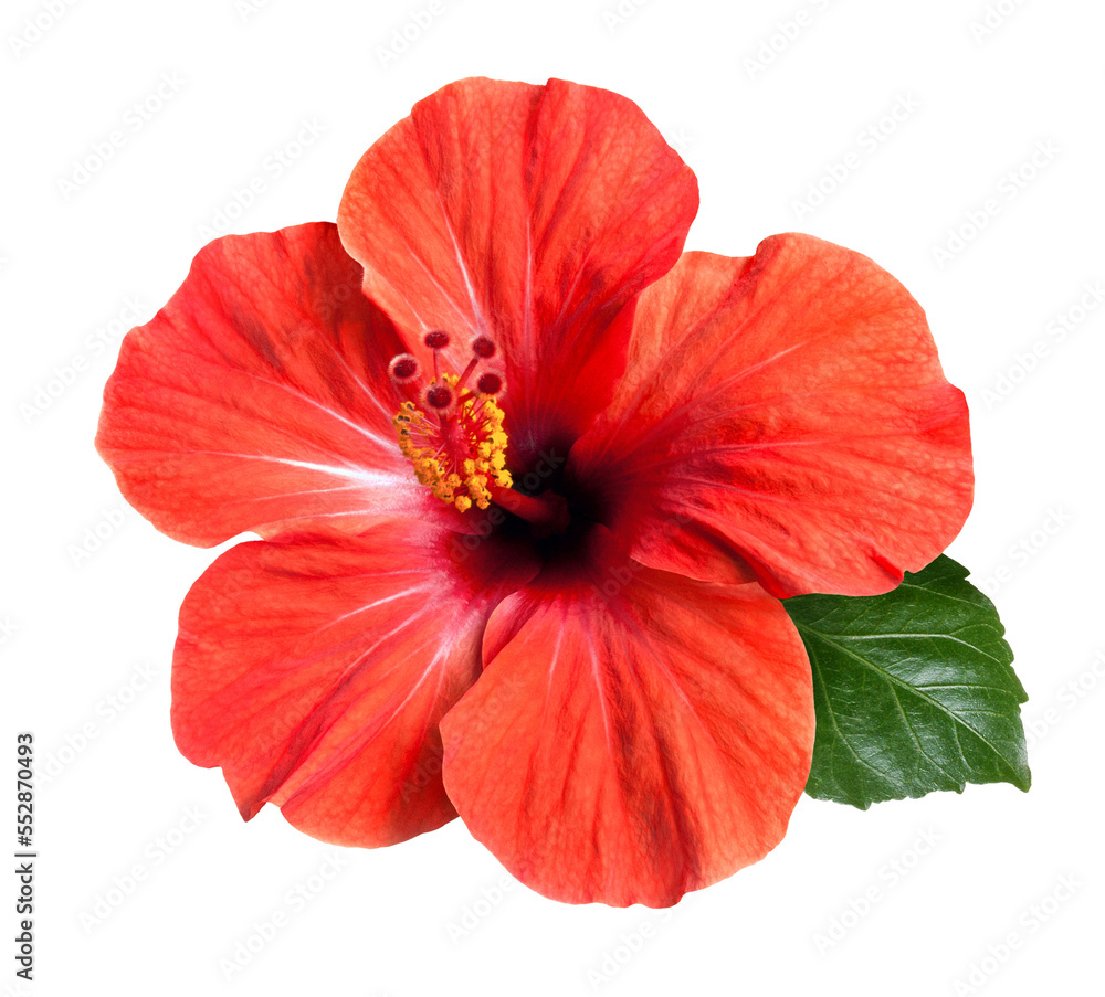 bright red hibiscus flower isolated - obrazy, fototapety, plakaty 