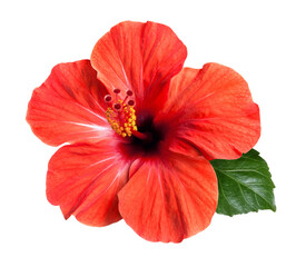 bright red hibiscus flower isolated