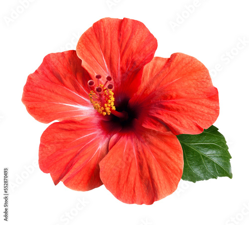 bright red hibiscus flower isolated photo