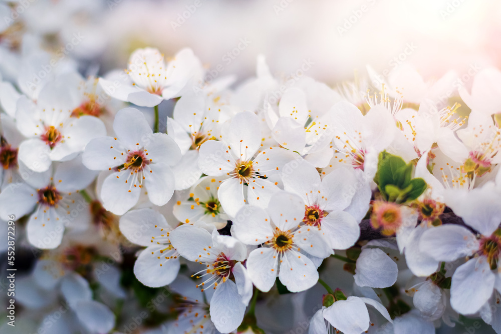 Abundant cherry plum blossoms. Cherry plum branch with flowers in sunlight Abundant cherry plum blossoms. Cherry plum branch with flowers in sunlight