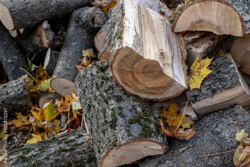 Woodpile in the sun in autumn. Yellow leaves in the autumn forest. Chopped firewood is in random order. Firewood for a picnic in a pile. Grill wood. Firewood is finely split. Woodpile in the sun in autumn. Yellow leaves in the autumn forest. Chopped firewood is in random order. Firewood for a picnic in a pile. Grill wood. Firewood is finely split.