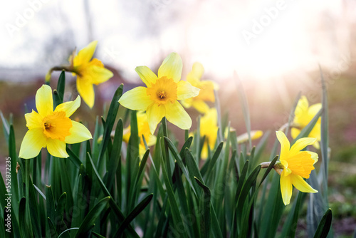 Yellow daffodils on a flower bed in spring in sunny weather