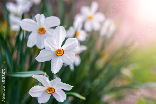 White daffodils in the garden on a flower bed in sunny weather