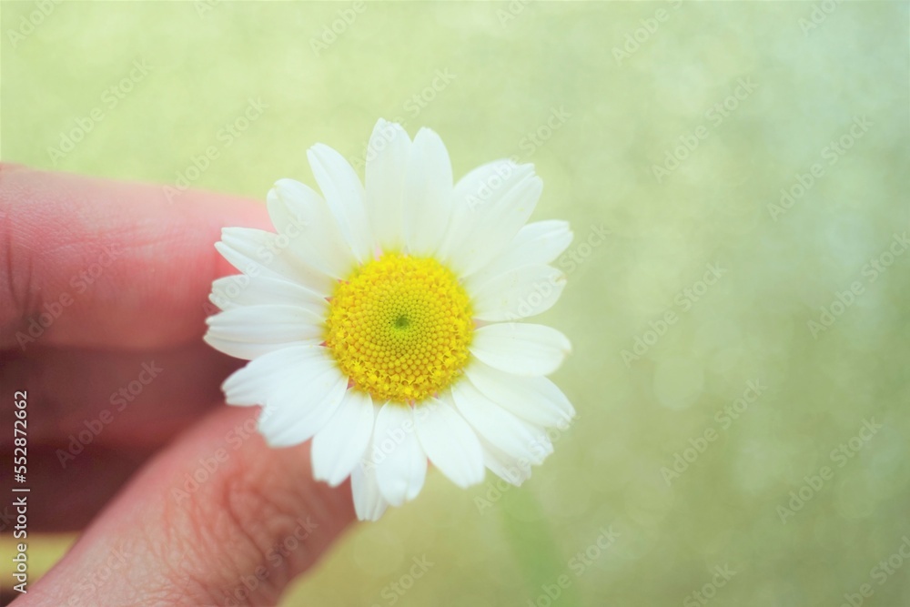 Female fingers with white chamomile on a pale green shiny background Female fingers with white chamomile on a pale green shiny background