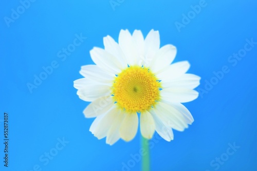 White chamomile flower on a vivid blue background
