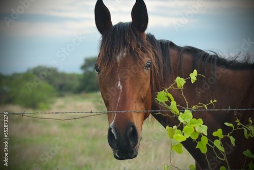 portrait of a horse