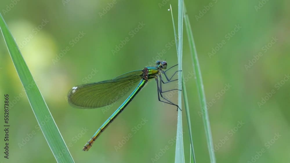 Weibchen der Blauflügel-Prachtlibelle (Calopteryx virgo) an einem Grashalm Weibchen der Blauflügel-Prachtlibelle (Calopteryx virgo) an einem Grashalm