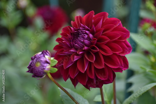 Burgundy dahlia