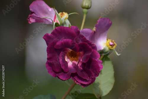 Dark purple flower