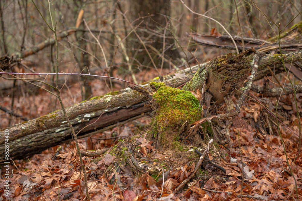 Rotting tree in Tennessee forest Rotting tree in Tennessee forest