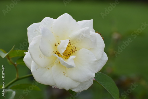 Closeup white flower