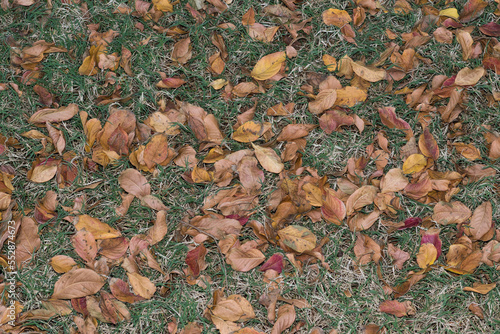 Dead Crepe Myrtle leaves scattered across a lawn during the fall Season in Houston, TX. Lawn care yard maintenance concept. photo