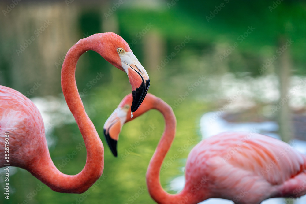 Fototapeta premium Pink flamingo couple romance