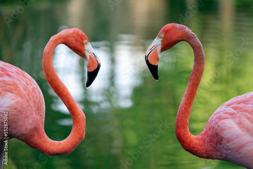 Photography Pink flamingo couple romance