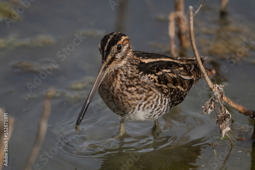 Wilson's Snipe Pauses While Hunting for Food in the Marsh