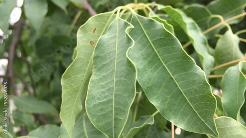 Marula tree with green Marula fruit photo