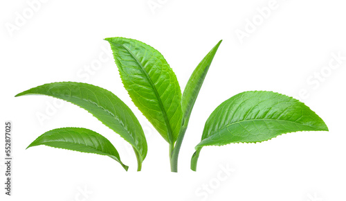 Fresh green tea leaves isolated on white background.