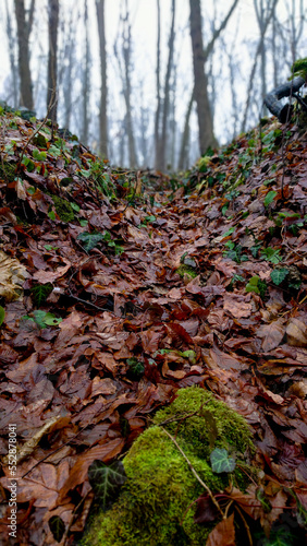 Autumn leaves in the forest photo