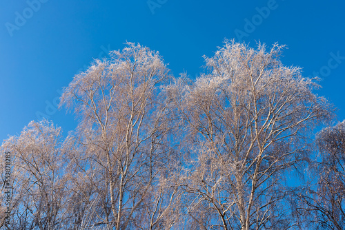 Crowns of frosted trees against the blue sky