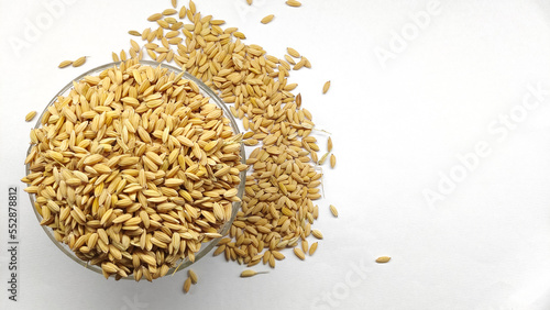 Organic paddy grains, unmilled golden rice in glass bowl isolated on white background. Jasmine rice 