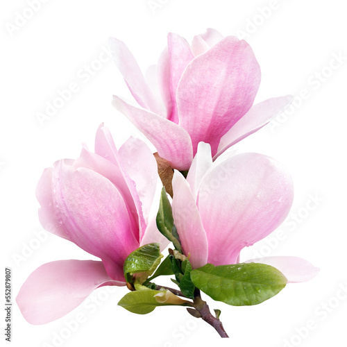 tender spring pink magnolia flowers isolated on transparent background