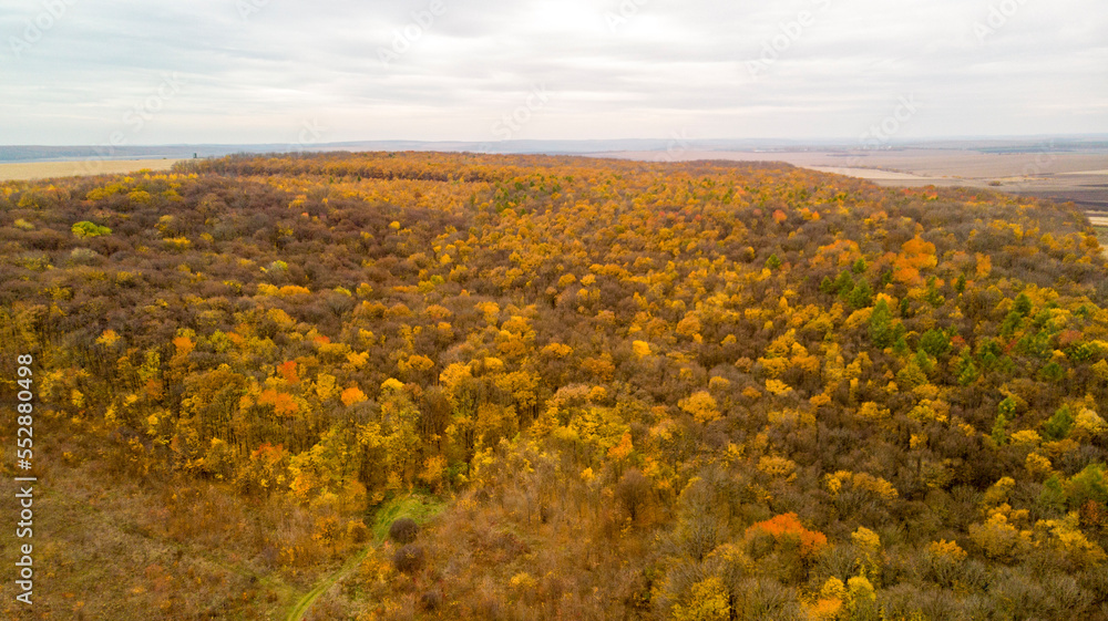 Autumn forest Autumn forest