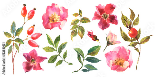 Watercolor dog-rose, Briar with berries, flowers and green leaves, isolated on white background. photo