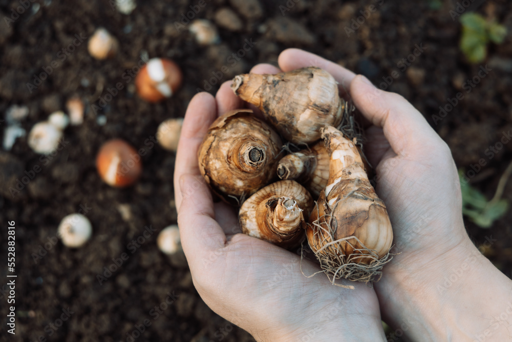 hands holding daffodil bulbs before planting in the ground - obrazy, fototapety, plakaty 