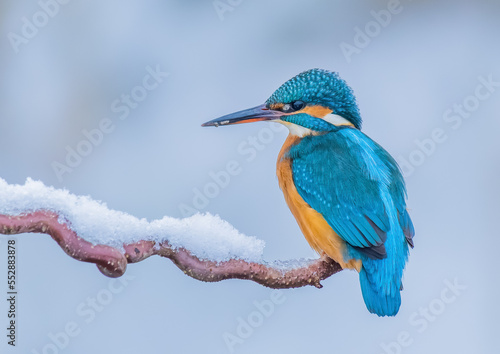 Photos Eisvogel sitzt auf einem Ast mit Schnee und sich sich mit leuchtenden Farben