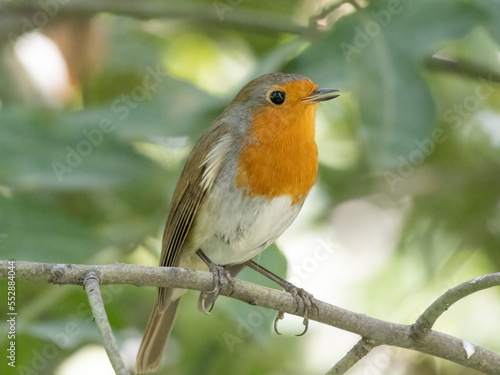 A cute robin on a branch