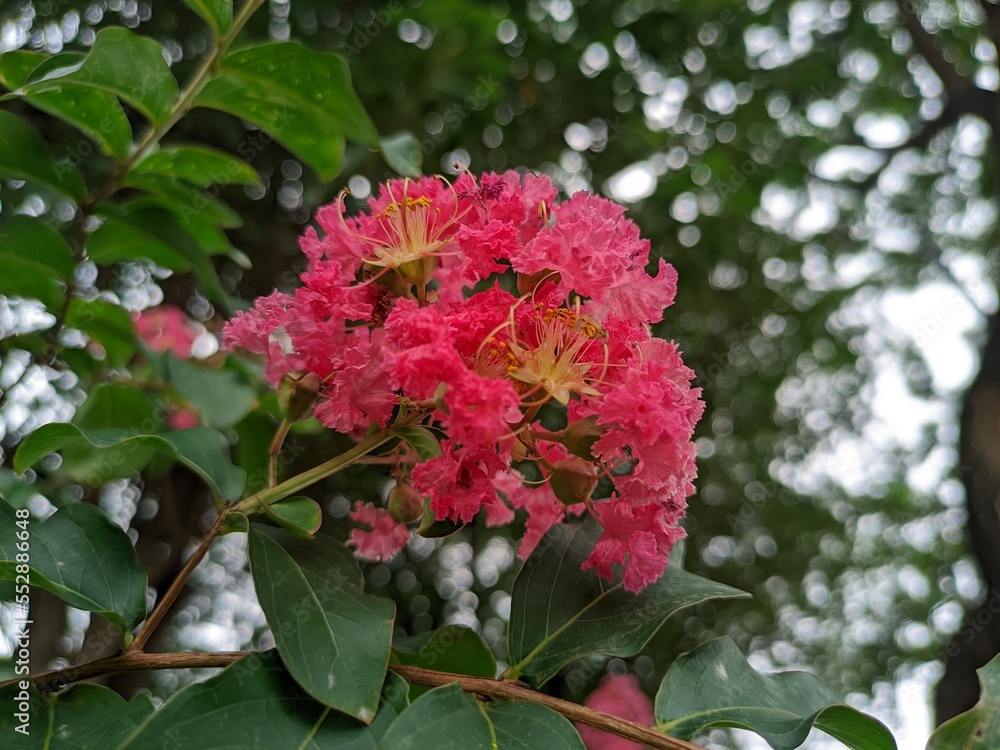 The beauty of the sakura bungur pink flowers that makes the garden feel like in a tropical forest
