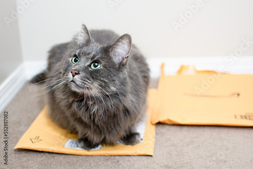 Cat on mail letters