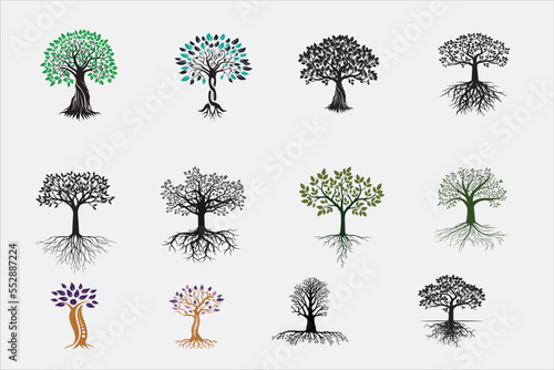 roots of tree