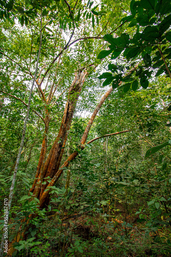 autumn forest in the morning city of Bonito, Mato Grosso do Sul Brazil Pantanal