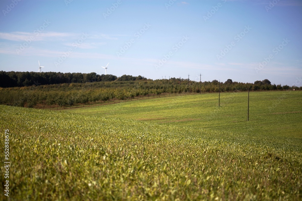 Fototapeta premium green field against the blue sky