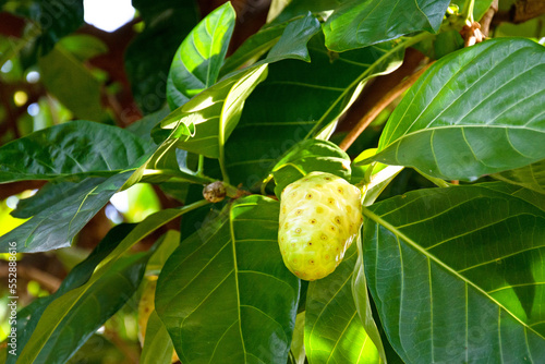 Fruit of noni tree, Morinda citrifolia