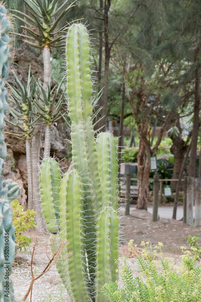 the cacctus is green with large spikes for protection the cacctus is green with large spikes for protection