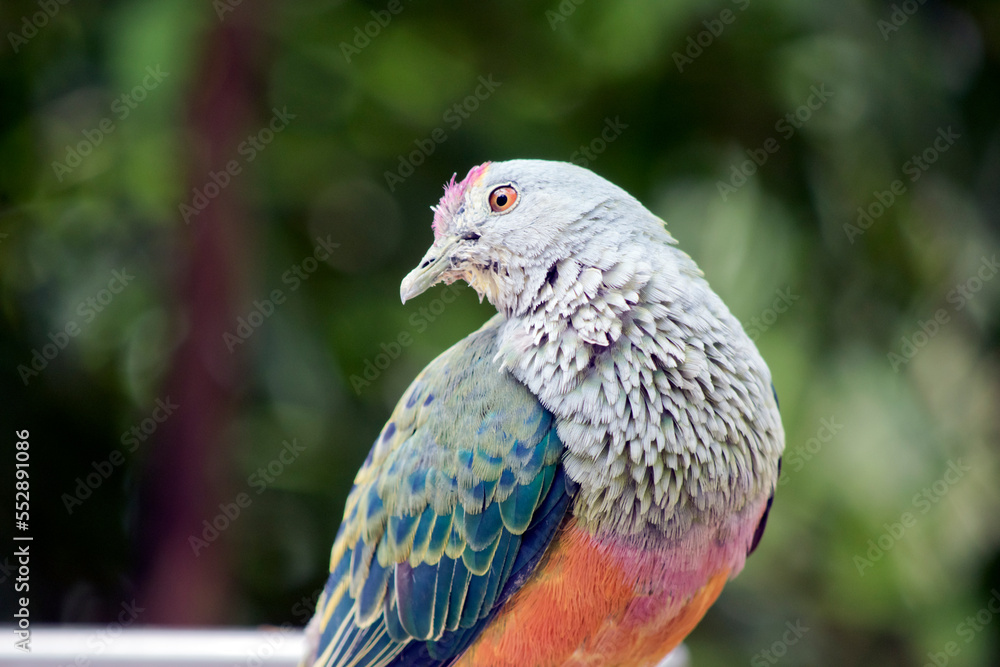 Obraz premium this is a close up of a rose crown fruit dove