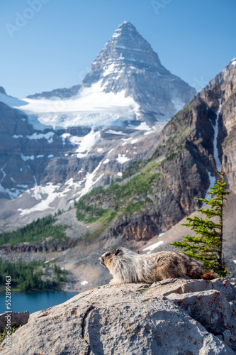 Marmot backed by Mount Assiniboine
