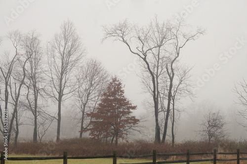 Row of Trees in Winter Fog