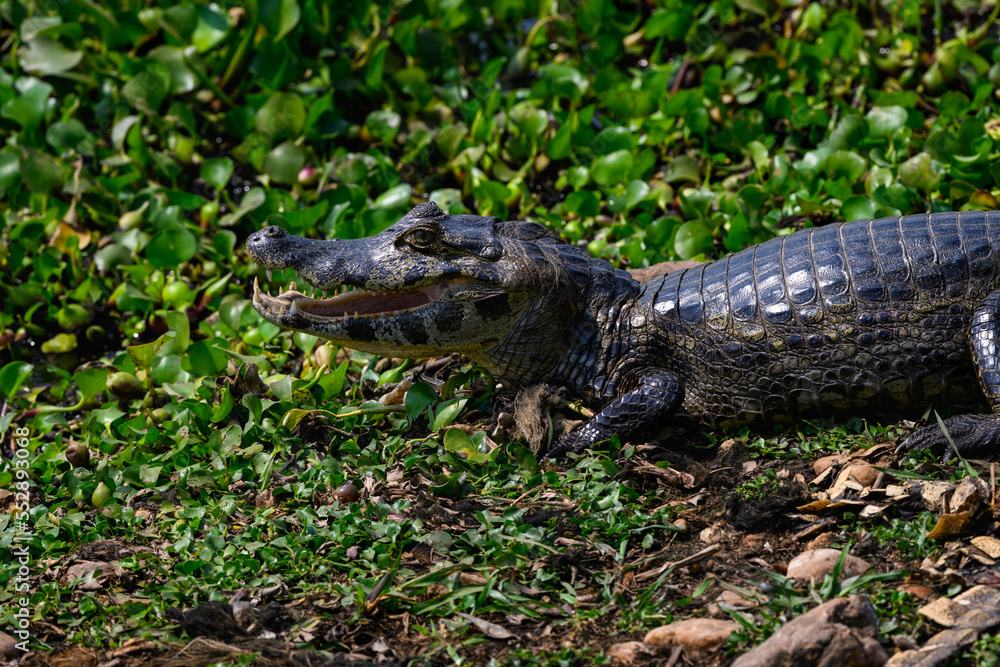 Caiman with open mouth sunbathing on the pond with green vegetation, closeup portrait Caiman with open mouth sunbathing on the pond with green vegetation, closeup portrait