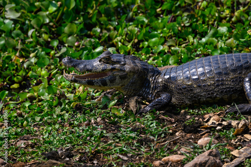 Caiman with open mouth sunbathing on the pond with green vegetation  closeup portrait